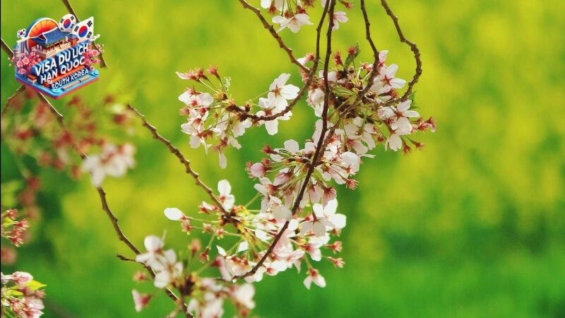Cách tiết kiệm chi phí du lịch Hàn Quốc
